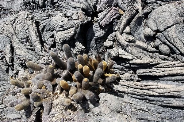 Lava cactus Punta Espinoza - Fernandina island - Galapagos islands