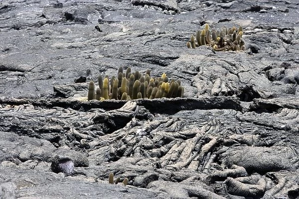 Lava cactus. Punta Espinoza - Fernandina island - Galapagos islands