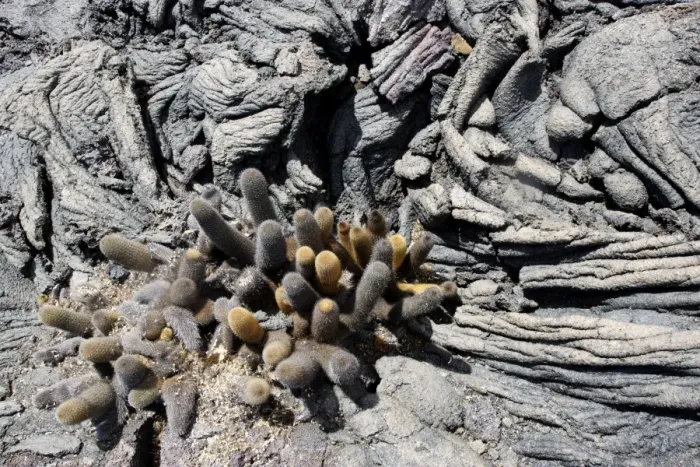 Framed Print : Lava cactus Punta Espinoza - Fernandina island - Galapagos islands Framed Print : Lava cactus Punta Espinoza - Fernandina island - Galapagos islands