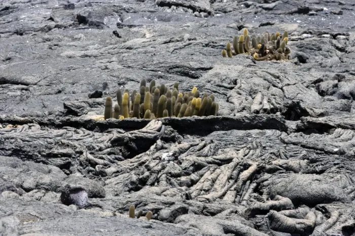 Framed Print : Lava cactus. Punta Espinoza - Fernandina island - Galapagos islands Framed Print : Lava cactus. Punta Espinoza - Fernandina island - Galapagos islands
