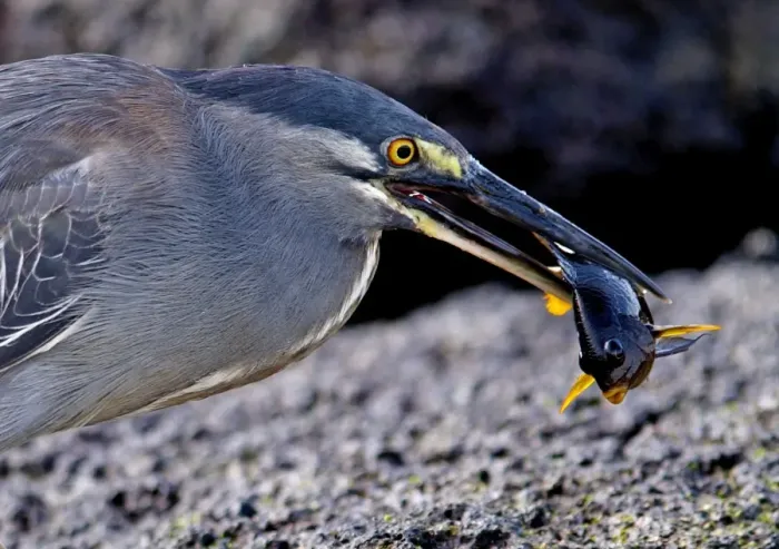 Framed Print : Lava / Galapagos Heron - with fish in beak - Galapagos - Ecuador Framed Print : Lava / Galapagos Heron - with fish in beak - Galapagos - Ecuador