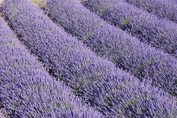Lavandin - Lavender Lavender properties: anti-infective, spasmolytic, analgesic, local anesthetic, diuretics, worming, calming, anti-depressive, healing. Sault, Vaucluse, France