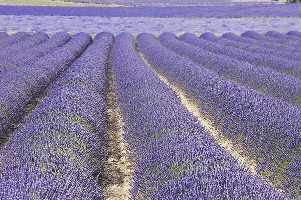 Lavandin - Lavender Lavender properties: anti-infective, spasmolytic, analgesic, local anesthetic, diuretics, worming, calming, anti-depressive, healing Sault, Vaucluse, France