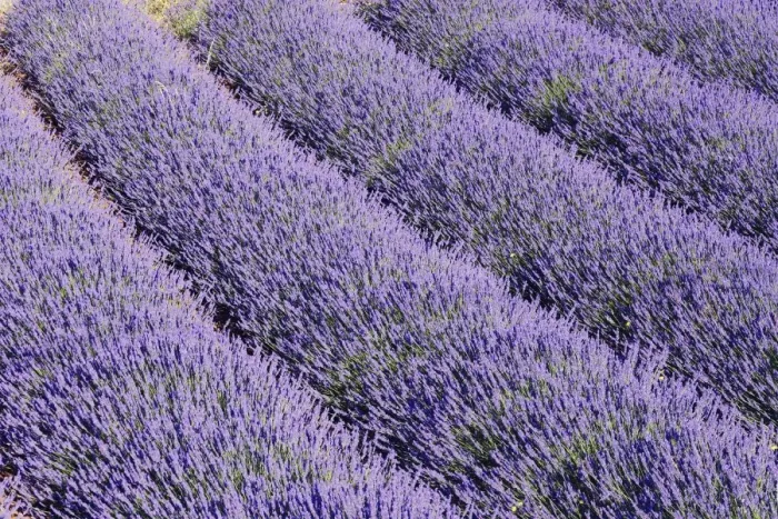 Framed Print : Lavandin - Lavender Lavender properties: anti-infective, spasmolytic, analgesic, local anesthetic, diuretics, worming, calming, anti-depressive, healing. Sault, Vaucluse, France Framed Print : Lavandin - Lavender Lavender properties: anti-infective, spasmolytic, analgesic, local anesthetic, diuretics, worming, calming, anti-depressive, healing. Sault, Vaucluse, France