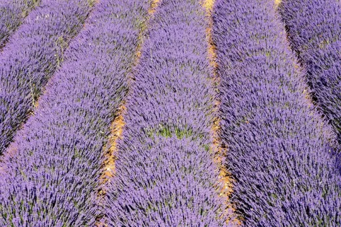 Framed Print : Lavandin - Lavender Lavender properties: anti-infective, spasmolytic, analgesic, local anesthetic, diuretics, worming, calming, anti-depressive, healing Sault, Vaucluse, France Framed Print : Lavandin - Lavender Lavender properties: anti-infective, spasmolytic, analgesic, local anesthetic, diuretics, worming, calming, anti-depressive, healing Sault, Vaucluse, France