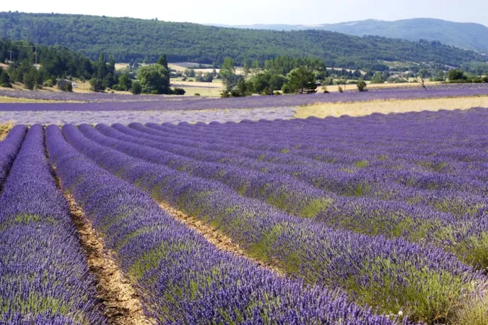 Framed Print : Lavandin - Lavender Major properties: anti-infective, spasmolytic, analgesic, local anesthetic, diuretics, worming, calming, anti-depressive, healing Framed Print : Lavandin - Lavender Major properties: anti-infective, spasmolytic, analgesic, local anesthetic, diuretics, worming, calming, anti-depressive, healing