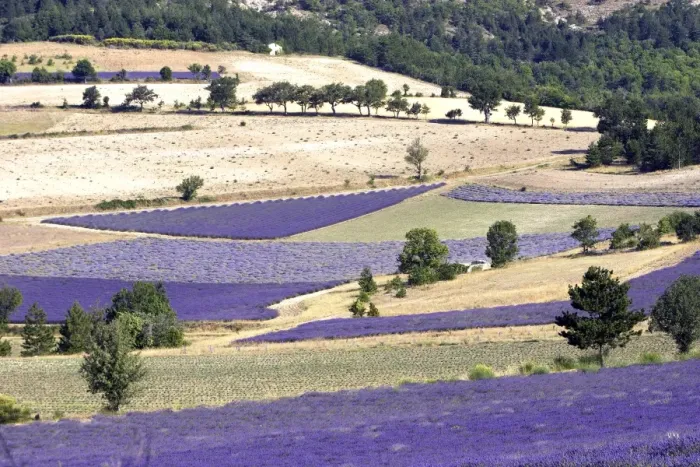 Framed Print : Lavandin - Lavender Major properties: anti-infective, spasmolytic, analgesic, local anesthetic, diuretics, worming, calming, anti-depressive, healing. Sault Vaucluse France