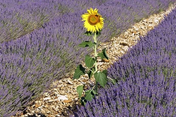 Lavandin - Lavender - with single Sunflower Lavender properties: anti-infective, spasmolytic, analgesic, local anesthetic, diuretics, worming, calming, anti-depressive, healing Sault, Vaucluse, France