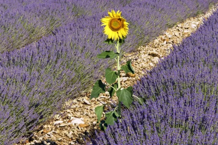 Framed Print : Lavandin - Lavender - with single Sunflower Lavender properties: anti-infective, spasmolytic, analgesic, local anesthetic, diuretics, worming, calming, anti-depressive, healing Sault, Vaucluse, France Framed Print : Lavandin - Lavender - with single Sunflower Lavender properties: anti-infective, spasmolytic, analgesic, local anesthetic, diuretics, worming, calming, anti-depressive, healing Sault, Vaucluse, France