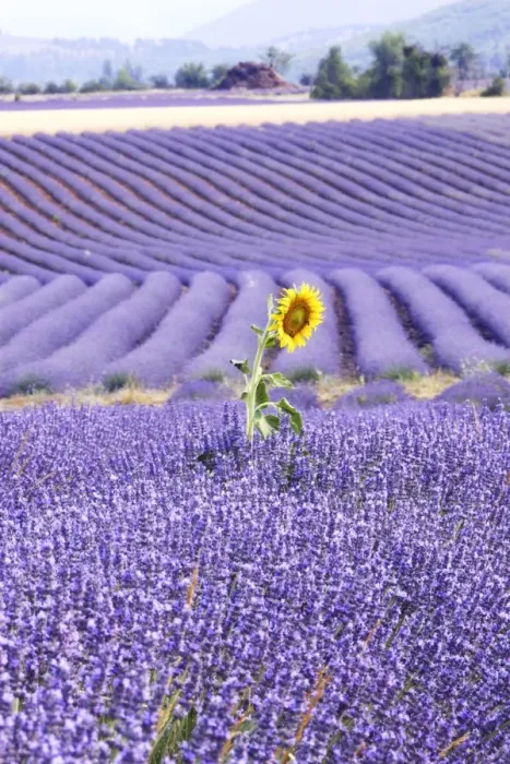 Framed Print : Lavandin - Lavender - with Sunflower Major properties: anti-infective, spasmolytic, analgesic, local anesthetic, diuretics, worming, calming, anti-depressive, healing Framed Print : Lavandin - Lavender - with Sunflower Major properties: anti-infective, spasmolytic, analgesic, local anesthetic, diuretics, worming, calming, anti-depressive, healing