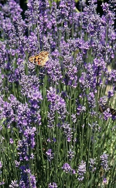Lavandula - Bowles Variety with Painted Lady Butterfly
