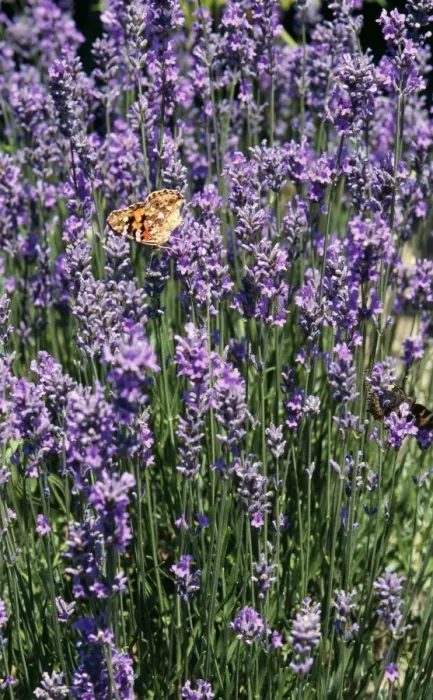 Framed Print : Lavandula - Bowles Variety with Painted Lady Butterfly Framed Print : Lavandula - Bowles Variety with Painted Lady Butterfly