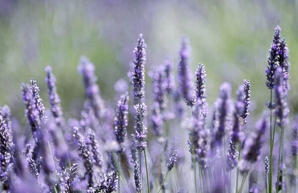 Lavender - close-up of flowers in field