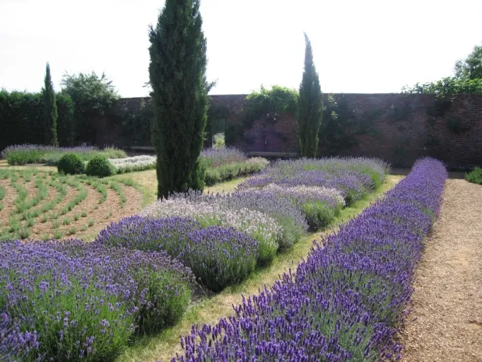 Framed Print : Lavender Display garden Framed Print : Lavender Display garden