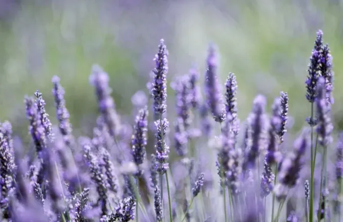 Framed Print : Lavender FRR 318 © Frederic Rolland ARDEA LONDON Framed Print : Lavender FRR 318 © Frederic Rolland ARDEA LONDON