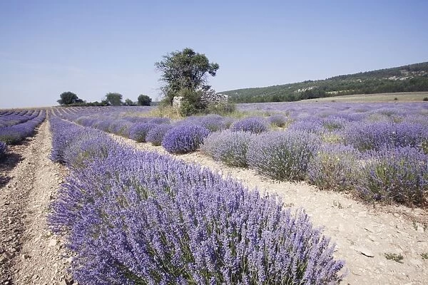 Lavender - mass being cultivated