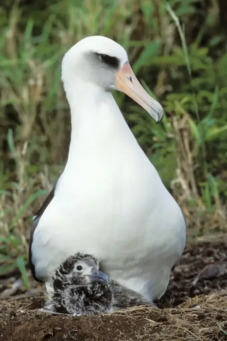 Framed Print : Laysan Albatross - adult with young chick at nest. Kilauea Point National Wildlife Refuge, Kauai, Hawaii. February. B6655