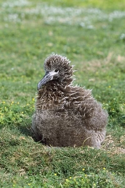 Laysan Albatross - chick