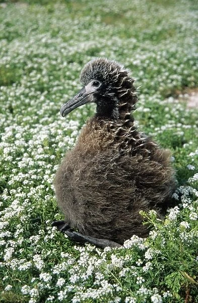 Laysan Albatross - chick Midway Pacific