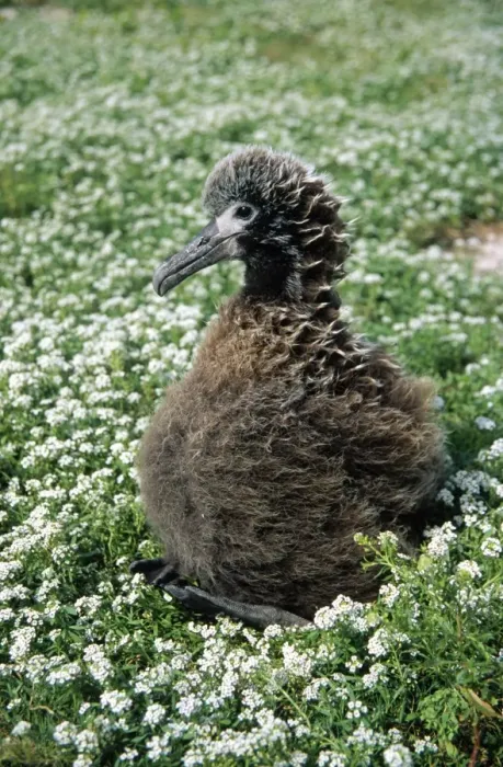 Framed Print : Laysan Albatross - chick Midway Pacific Framed Print : Laysan Albatross - chick Midway Pacific