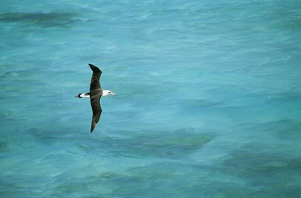 Laysan Albatross Flying low over turquoise Sea, Midway Pacific. Diomedea immutabilis © Bill Coster  /  ARDEA LONDON