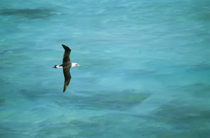 Framed Print : Laysan Albatross Flying low over turquoise Sea, Midway Pacific. Diomedea immutabilis © Bill Coster / ARDEA LONDON Framed Print : Laysan Albatross Flying low over turquoise Sea, Midway Pacific. Diomedea immutabilis © Bill Coster / ARDEA LONDON