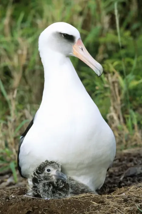Framed Print : Laysan Albatross - at nest with chick Kilauea Point National Wildlife Refuge, Hawaii Framed Print : Laysan Albatross - at nest with chick Kilauea Point National Wildlife Refuge, Hawaii
