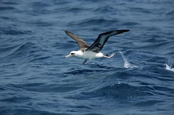 Laysan Albatross - taking off from sea Midway Pacific