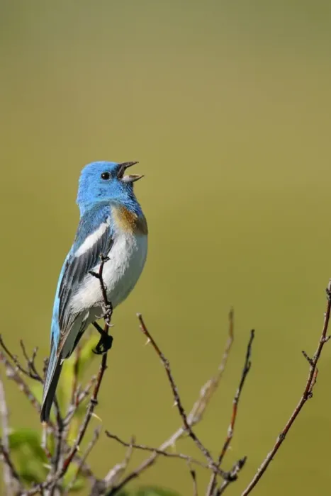 Framed Print : Lazuli Bunting - male singing - Western U. S. - Summer _D3D0683 Framed Print : Lazuli Bunting - male singing - Western U. S. - Summer _D3D0683