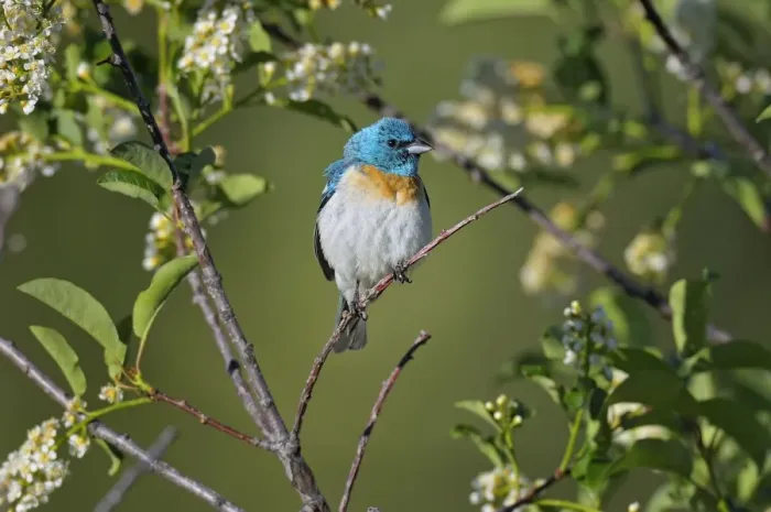 Framed Print : Lazuli Bunting - male - Western U. S. - Summer _D3D0952 Framed Print : Lazuli Bunting - male - Western U. S. - Summer _D3D0952