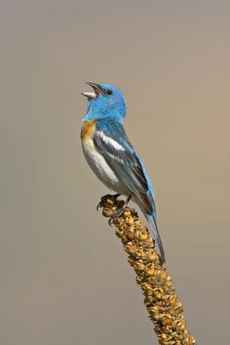 Framed Print : Lazuli Bunting, Passerina amoena. Adult male. Washington in July Framed Print : Lazuli Bunting, Passerina amoena. Adult male. Washington in July