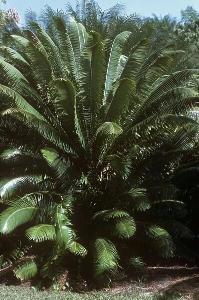 Cycad. LB-8202. Cycad. Mexico. Dioon spinulosum. Cycadaceae. Ian Beames.