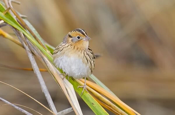 Le Conte's Sparrow - in fall in Spartina grass - Connectucut - USA