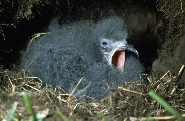Framed Print : Leach's Petrel - chick Framed Print : Leach's Petrel - chick