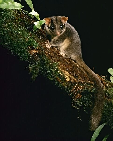 Leadbeater's Possum - Central Highlands, Victoria, Australia ALA00018