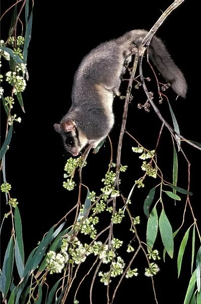 Leadbeater's Possum - climbing among flowering Eucalypt branches. Central Highlands, Victoria, Australia
