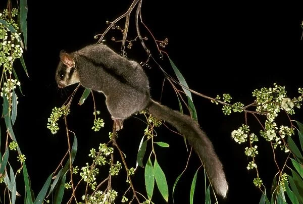 Leadbeater's Possum - Climbing among flowering Eucalypt branches, Central Highlands of Victoria - South-eastern Australia JPF01042
