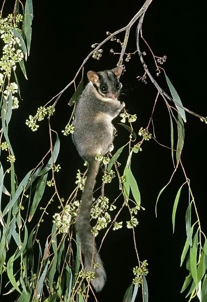 Leadbeater's Possum - Climbing among flowering Eucalypt branches, Central Highlands, Victoria, south-eastern Australia JPF03005