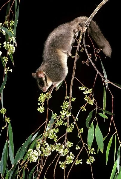 Leadbeater's Possum - Climbing among flowering Eucalypt branches, Central Highlands, Victoria, South-eastern Australia JPF03960