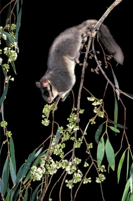 Framed Print : Leadbeater's Possum - climbing among flowering Eucalypt branches. Central Highlands, Victoria, Australia Framed Print : Leadbeater's Possum - climbing among flowering Eucalypt branches. Central Highlands, Victoria, Australia