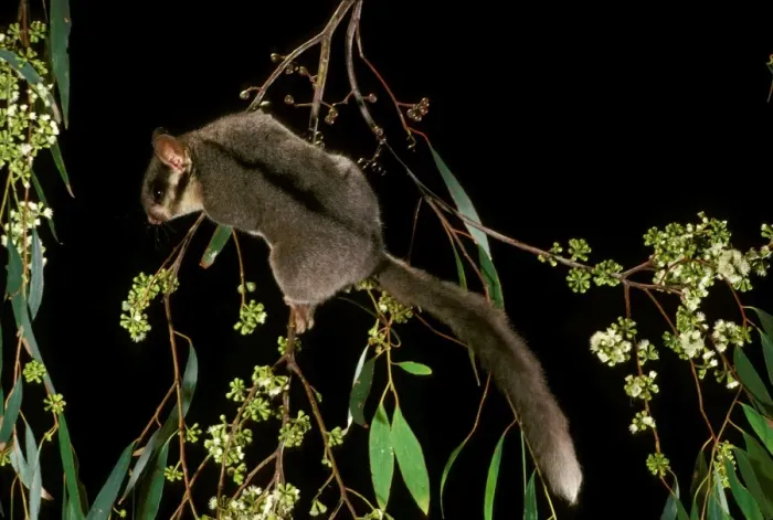 Framed Print : Leadbeater's Possum - Climbing among flowering Eucalypt branches, Central Highlands of Victoria - South-eastern Australia JPF01042 Framed Print : Leadbeater's Possum - Climbing among flowering Eucalypt branches, Central Highlands of Victoria - South-eastern Australia JPF01042