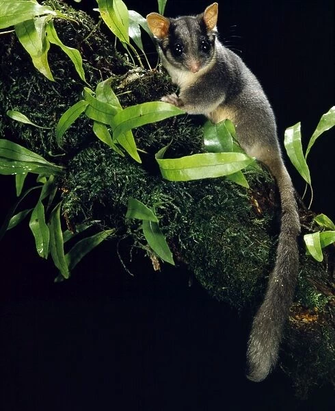 Leadbeater's possum - In tree - Central Highlands, Victoria, South-eastern Australia JPF03967