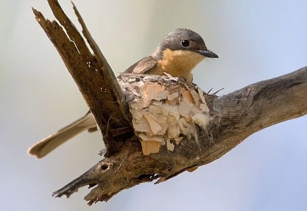 Leaden Flycatcher - female at nest This subspecies found in woodland near water, dense riverside vegetation, mangroves and rainforest edges from the Kimberley across the far north of Northern Territory and just into Queensland