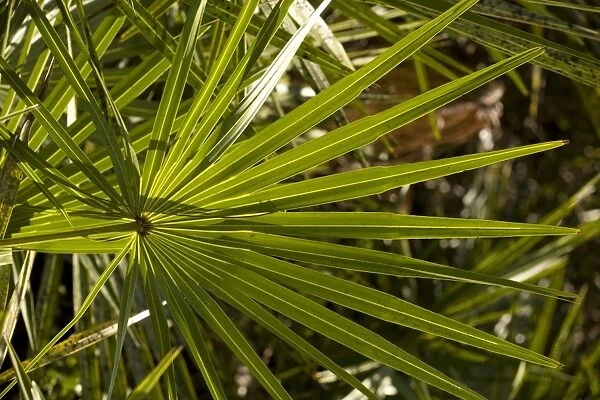 Leaf of cabbage palm