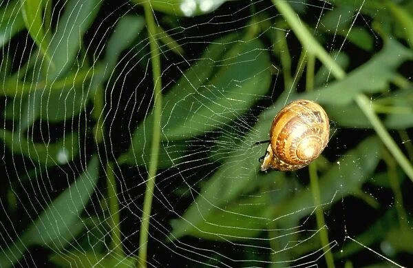 Leaf-curling spider - using snail shell as retreat at centre of web