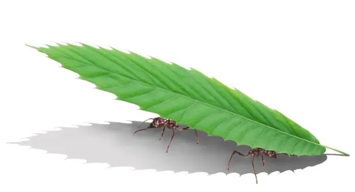 Framed Print : Leaf Cutter Ant - carrying leaf MANIPULATED IMAGE Framed Print : Leaf Cutter Ant - carrying leaf MANIPULATED IMAGE