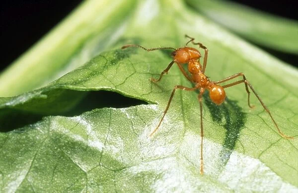Leaf Cutter Ant - cutting into leaf