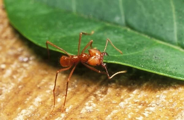 Leaf Cutter Ant Dragging a leaf