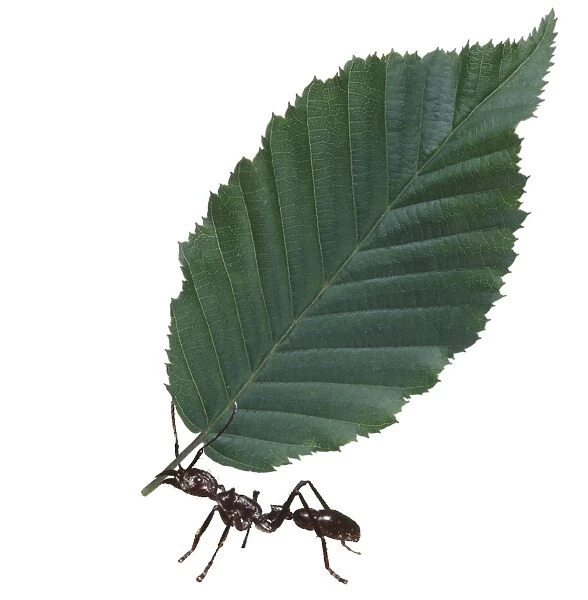 Leaf Cutter Ant KAD-5-M © Ken Lucas  /  David Dixon  /  ARDEA LONDON