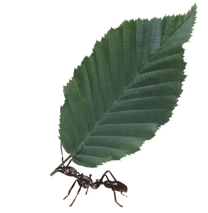 Framed Print : Leaf Cutter Ant KAD-5-M © Ken Lucas / David Dixon / ARDEA LONDON Framed Print : Leaf Cutter Ant KAD-5-M © Ken Lucas / David Dixon / ARDEA LONDON